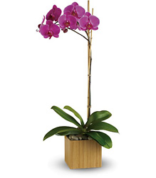 Teleflora's Imperial Purple Orchid from Victor Mathis Florist in Louisville, KY